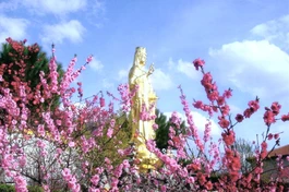 Mùa Xuân bên Chùa